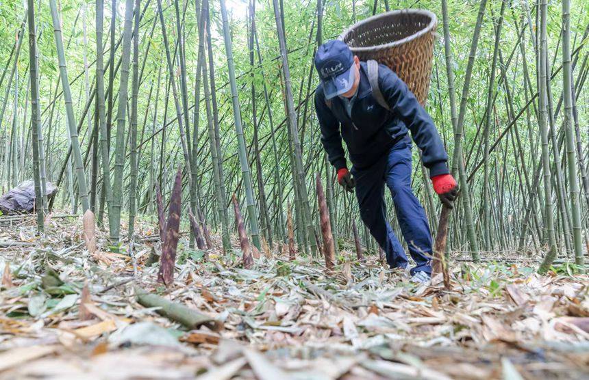 重庆南川:方竹笋迎来采笋季_金佛山_闵捷_笋质