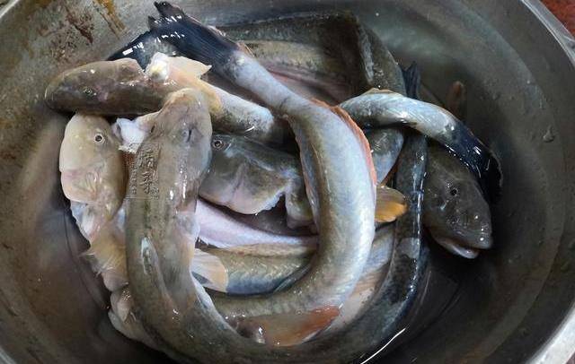 1,根据各自的实际需要准备好适量的虾虎鱼,将虾虎鱼里里外外清理干净