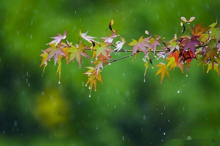 秋雨下的花草