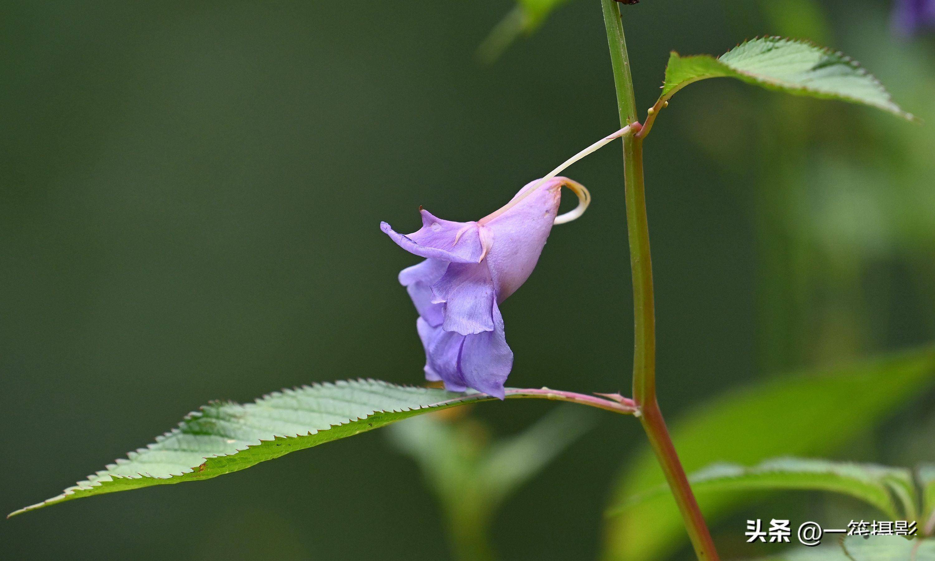 西藏墨脱,路边的野花——蓝花凤仙花_中国_草本植物_蓝色