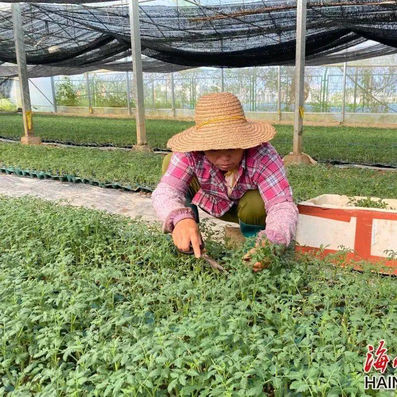 长寿之乡海南澄迈：托稳“菜篮子” 育苗基地育苗忙_吴家元_农之子_工作