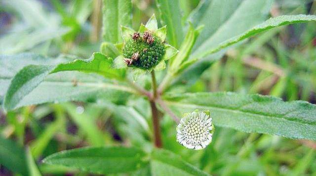 这种野草就是旱莲草,又叫鳢肠,莲子草,墨头草,猪牙草,是一种菊科植物