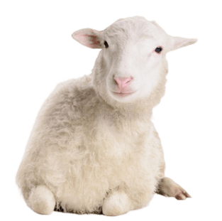 四子王旗_细毛羊_杜蒙