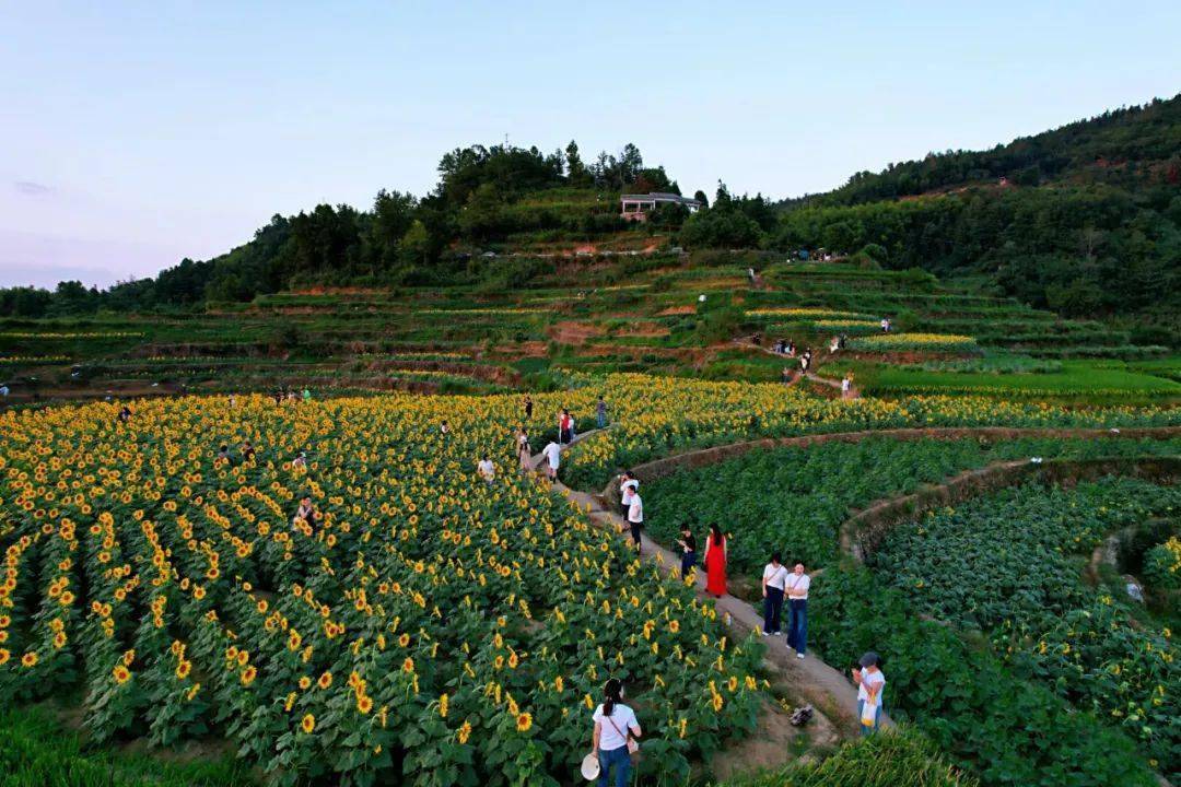 永嘉向日葵花海惊艳绽放,超大规模免费观赏_梯田_游客_枫林