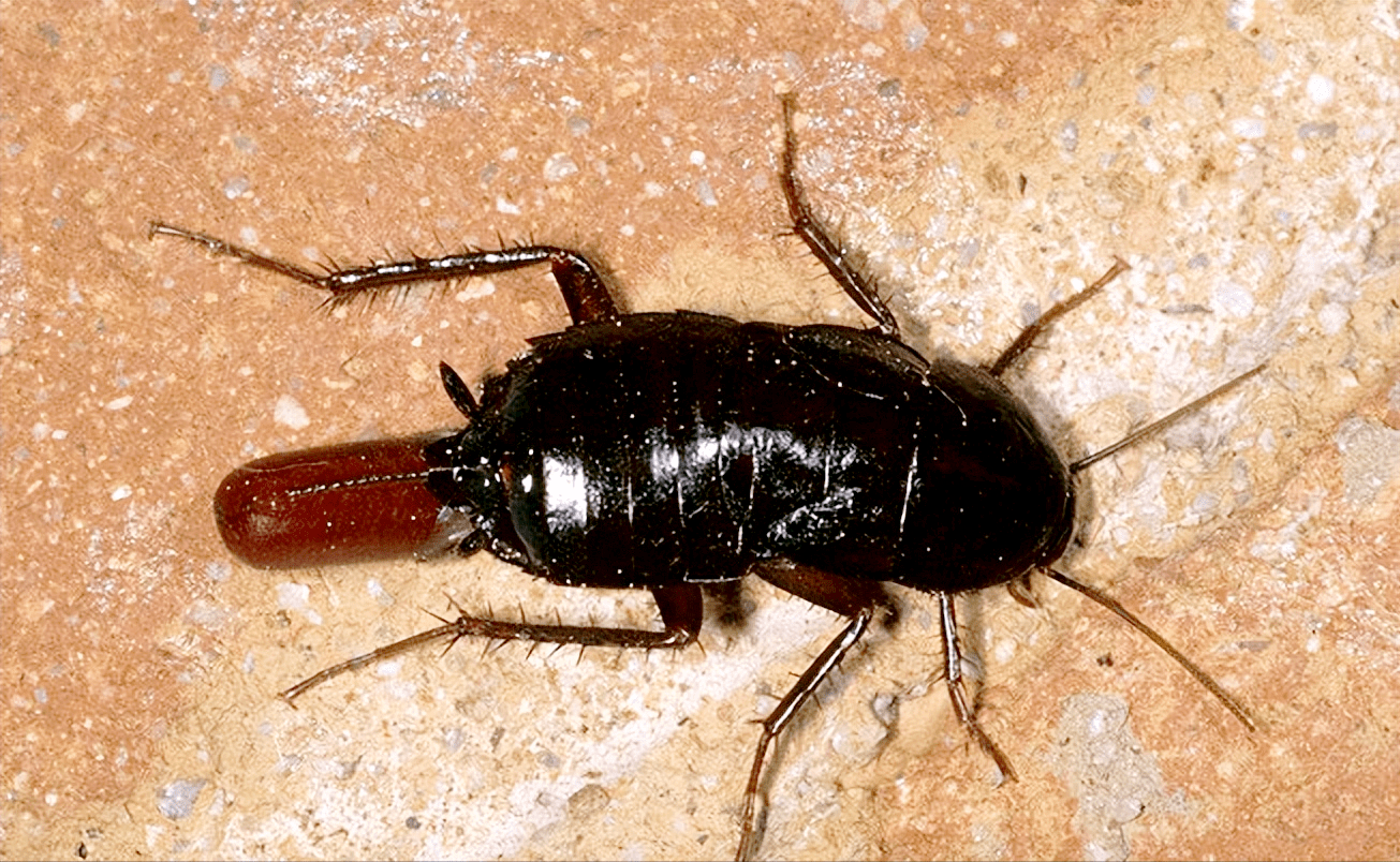 顽强的蟑螂,踩死后不收拾,为何第二天不见了?