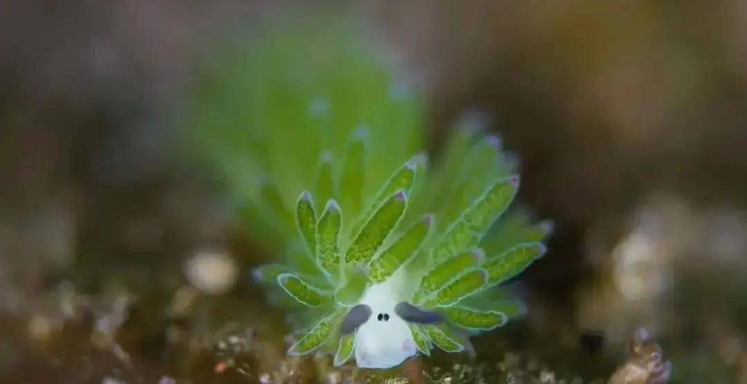 小绵羊海蛞蝓:会光合作用的"海洋萌神"_海藻_生活_家族