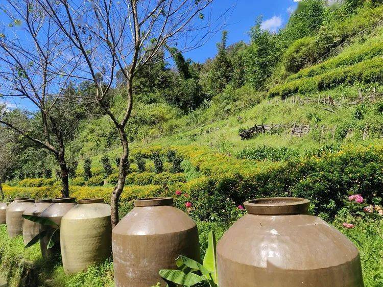 绿美临沧 | 云县加快提升头道水酒谷农耕文化园绿美景区_建设_智慧