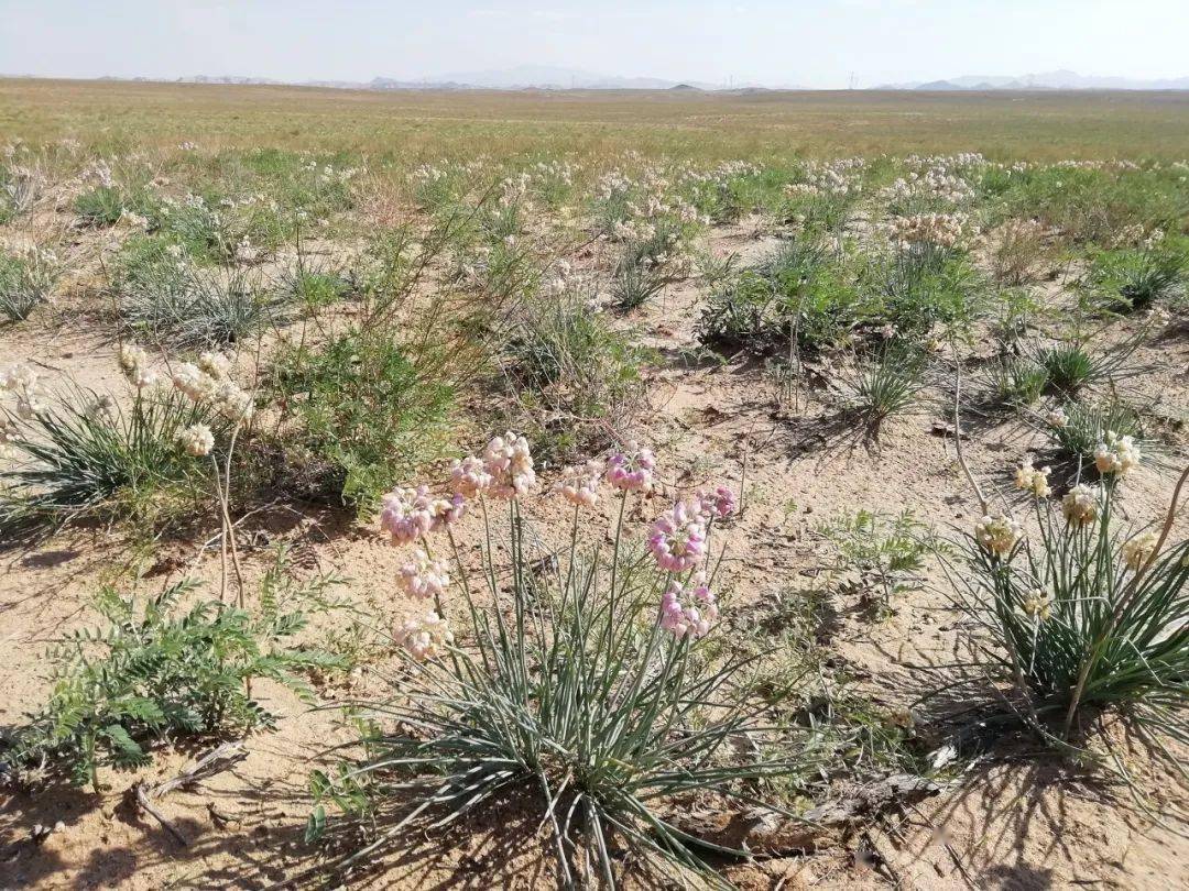 拿这么水灵清新的野菜搭配口感厚重紧实的牛羊肉,别提有多合适了!