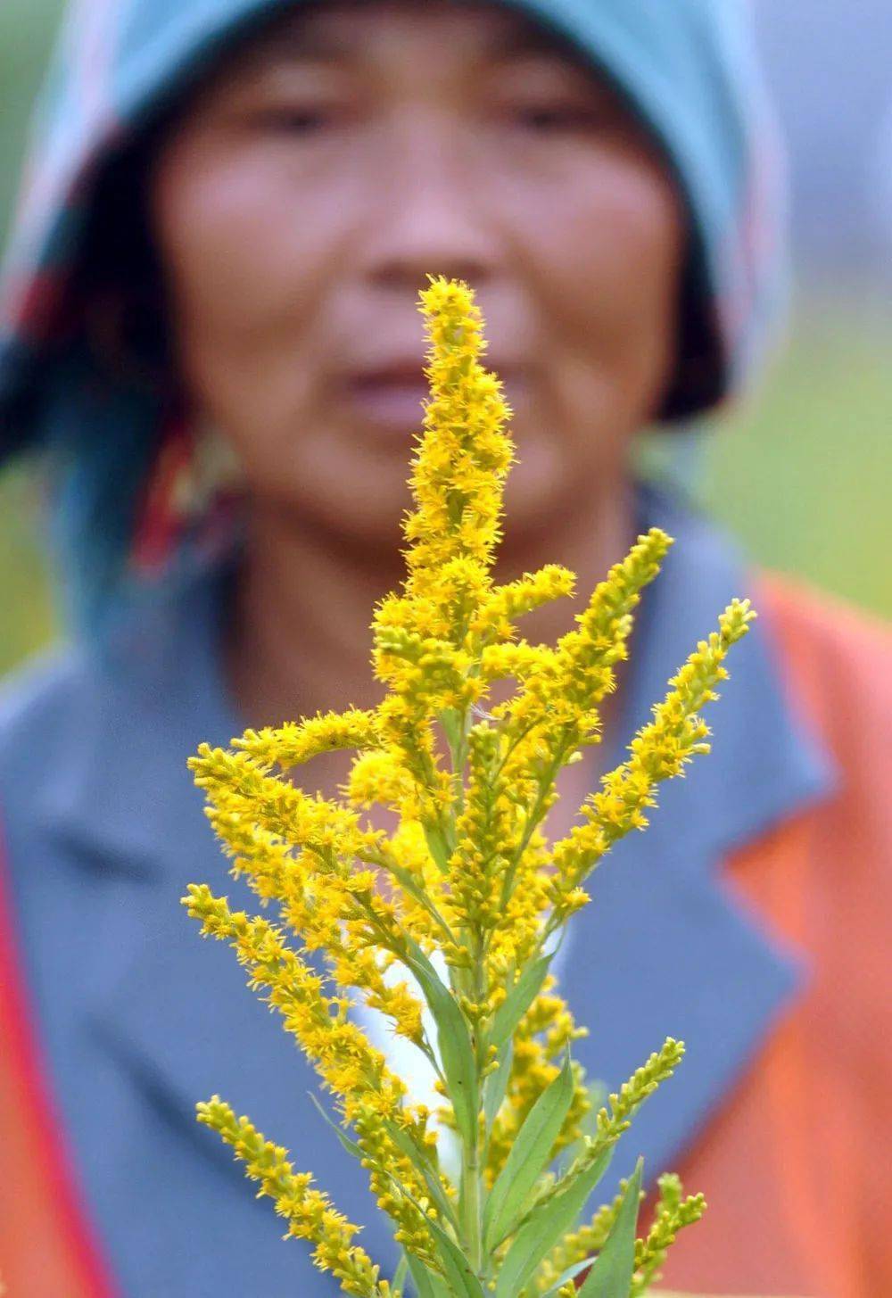 能放生的东西都有什么_世上有十种放生_世间不能放生的生物有
