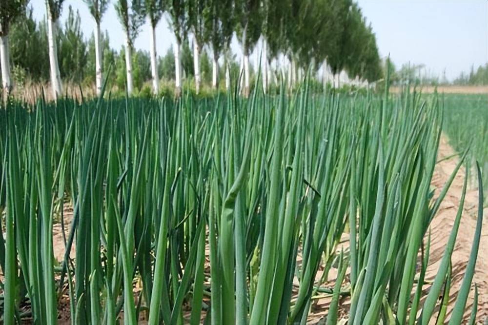 秋大葱产量高,对肥料需求量较大,如何管理?_根系_土壤_方法
