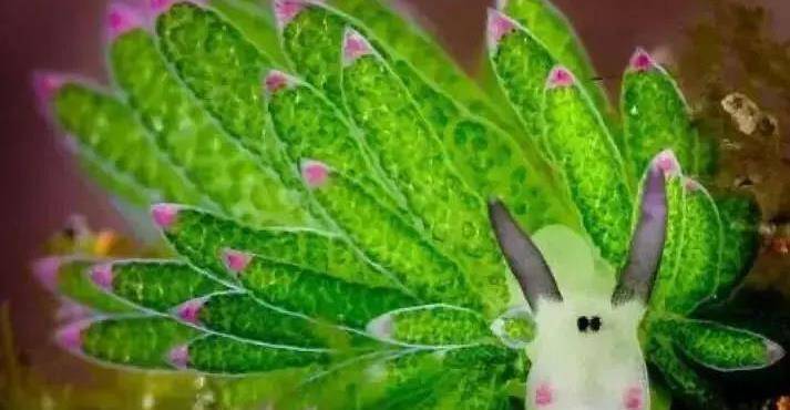 小绵羊海蛞蝓:会光合作用的"海洋萌神"_海藻_生活_家族