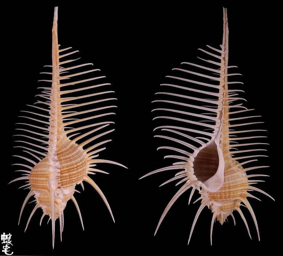 寻宝深圳市海之洋贝壳博物馆 │ 初识栉棘骨螺_前沟_维纳斯_学名
