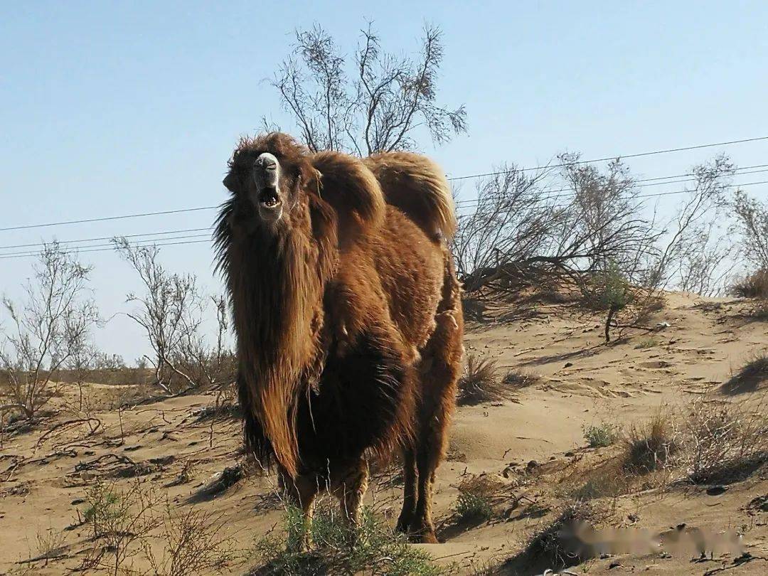 五家渠户外徒步-古尔班通古特沙漠_探险_遗址_梭梭