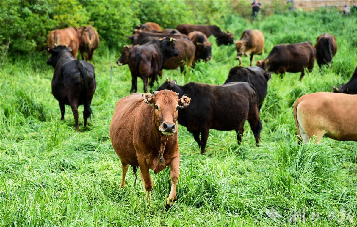 新技术让我们"牛"起来