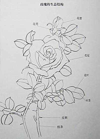 玫瑰花解剖结构图图片