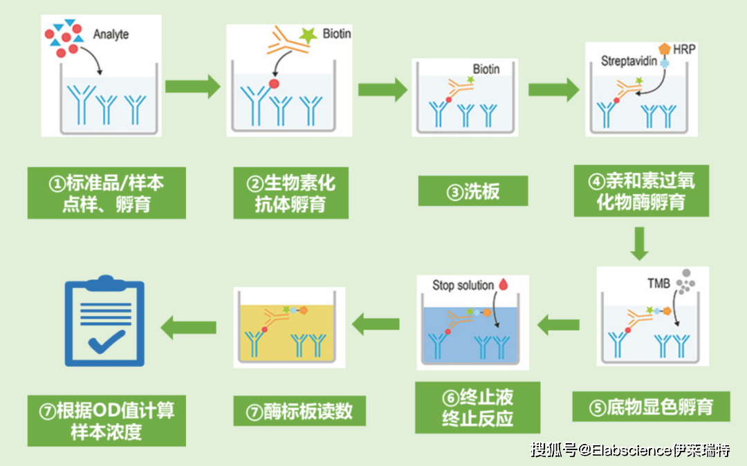 elisa,wb,ihc三大实验选哪个?实验流程有什么不同?_蛋白_检测_抗体