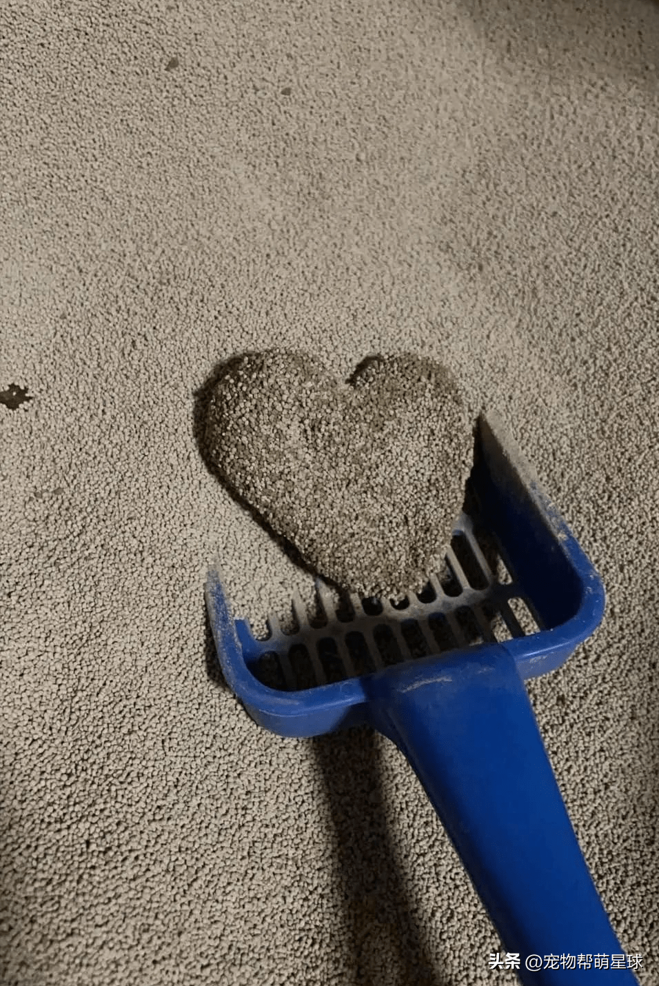 猫砂盆铲出猫主子满满的爱,藏在屎里的爱意,笑喷