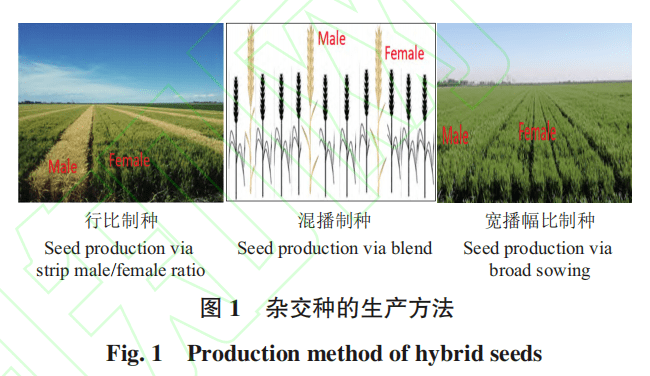 開展多家育種單位和種業聯合的雜交小麥育種和產業化關鍵技術攻關