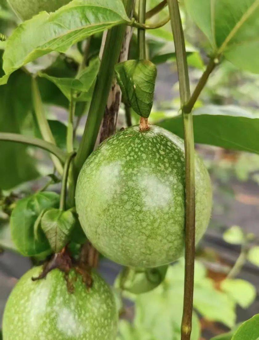 钦蜜9号「黄金百香果」,只有1%的人吃过!_水果_礼盒装_新品种