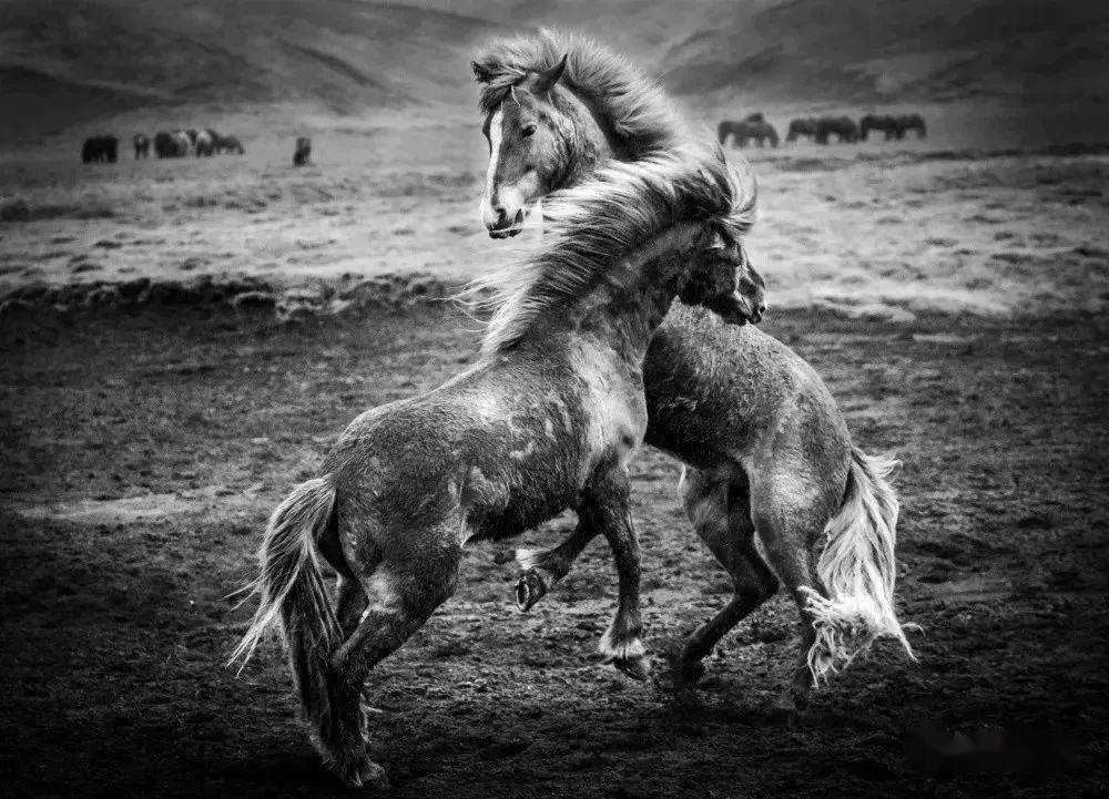 【砚外之艺】 马摄影:彰显力量与唯美_传播_非本_佳作