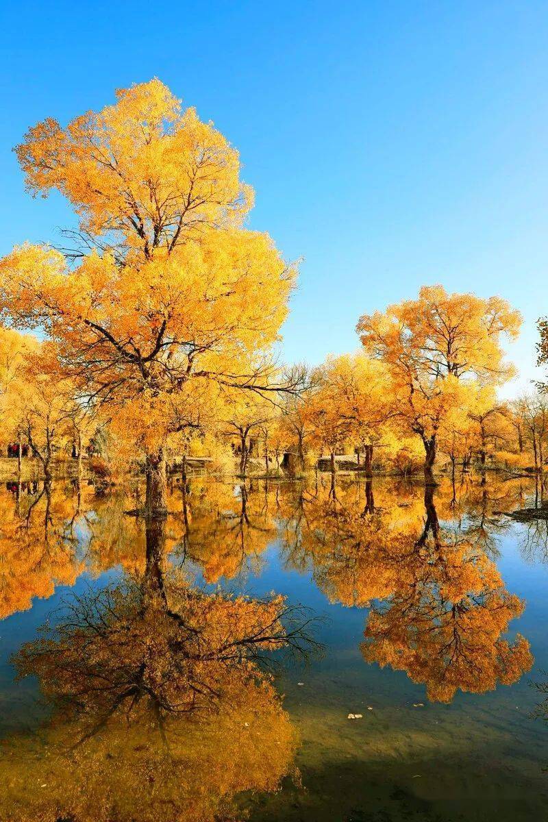 相约金塔胡杨林,赴一场金秋盛宴!_胡杨如_大自然_美景