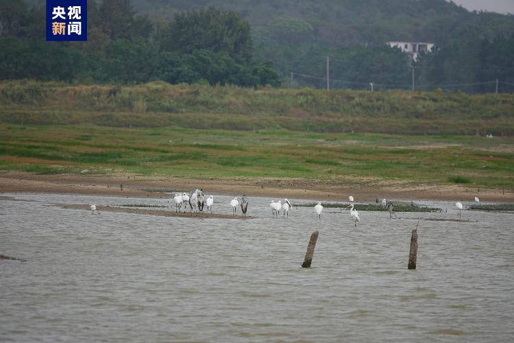 今秋首批越冬候鸟白琵鹭抵达鄱阳湖_监测_江西_湖区