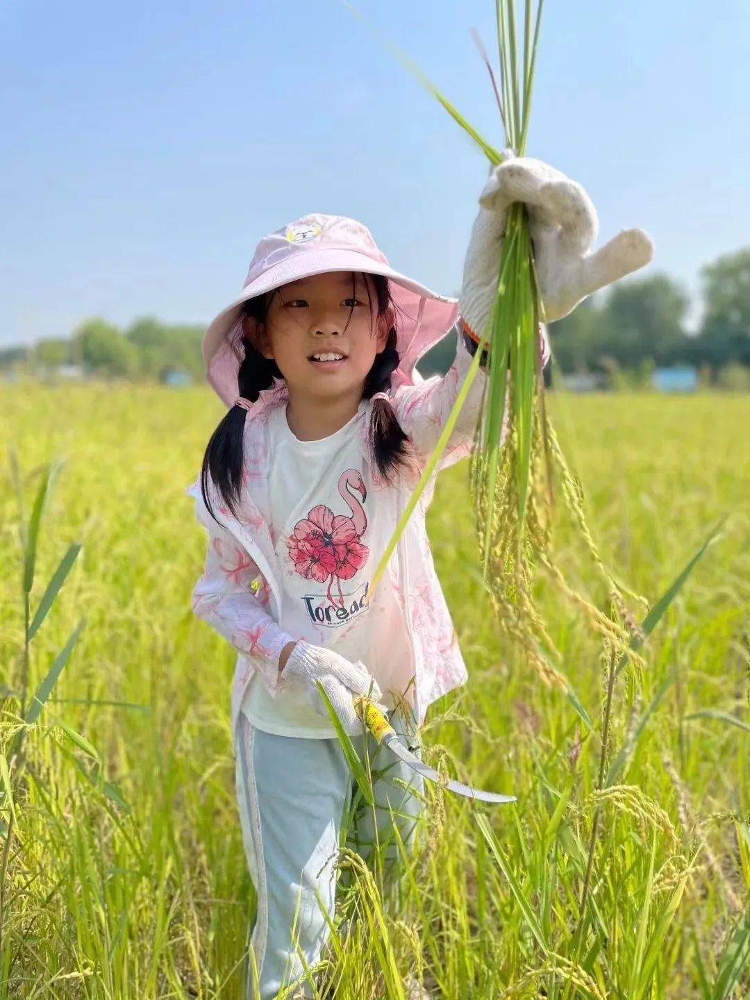 國慶農夫活動(半日) | 捉泥鰍,扎稻草人,割水稻,烤紅薯_田園_收穫