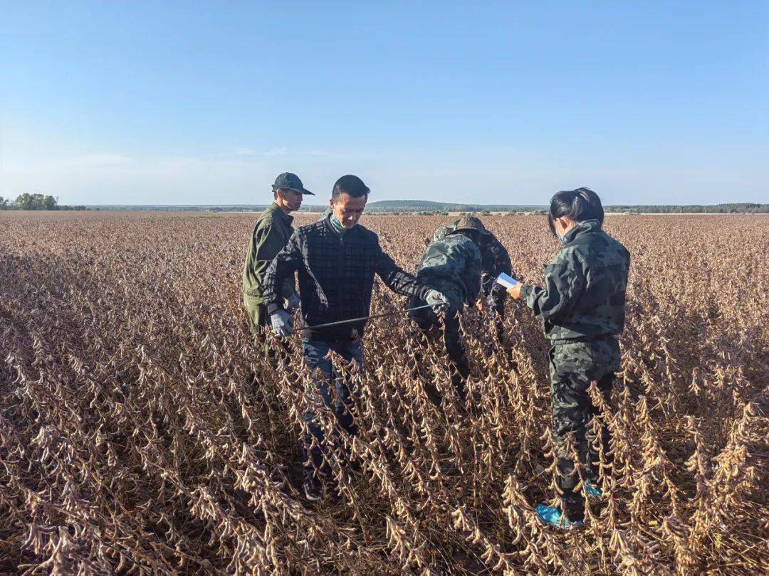 实割实测 铁力农场三大作物达到预期指标_分析_调查_可操作性