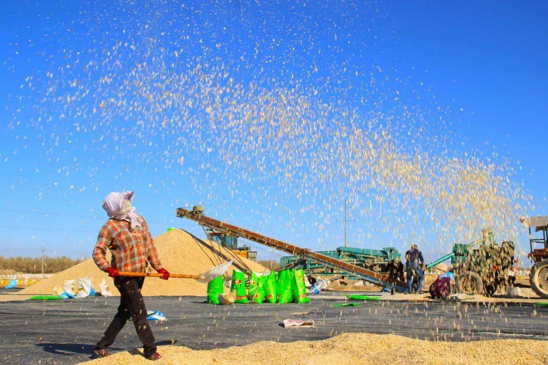 葫芦丰收,新疆裕民加勒克孜阿尕什村村民在晾晒葫芦籽 图/杨华光近日