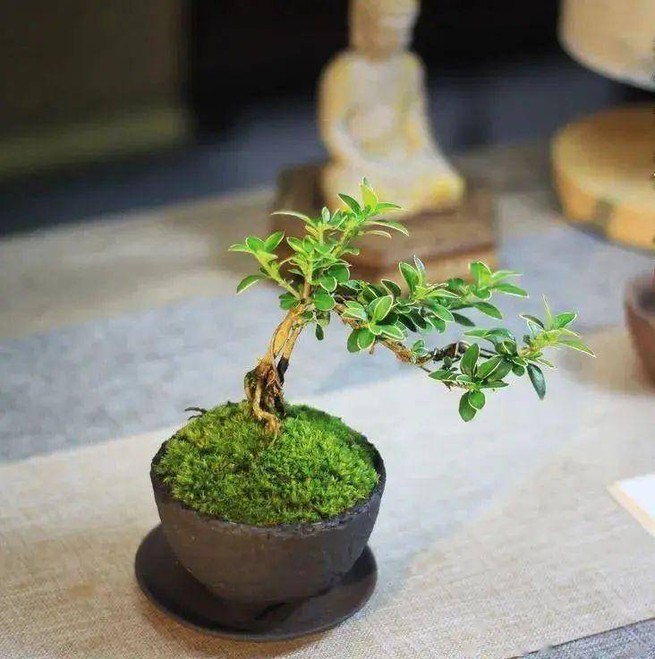 悄悄火起来的6种"山野草",挖回家栽好,比花市的花还好看_植物_菖蒲