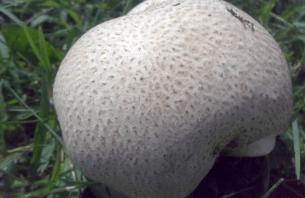 脏兮兮的感觉,它的学名叫马勃,也有的地方的人叫它马屁包,马屁勃,灰包