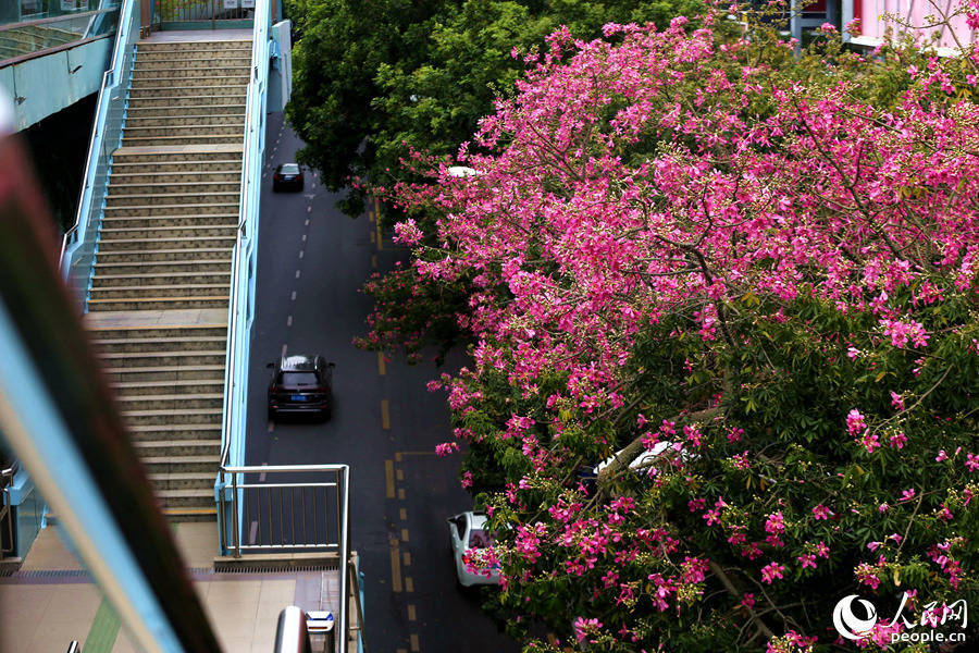 厦门“美人树”花朵绽放  街头巷尾披上一袭粉衣