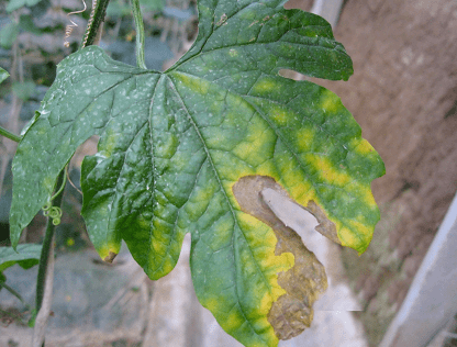 三,防治方法1,优选抗病抗湿的品种,采用轮作的栽培方式,与非瓜类作物