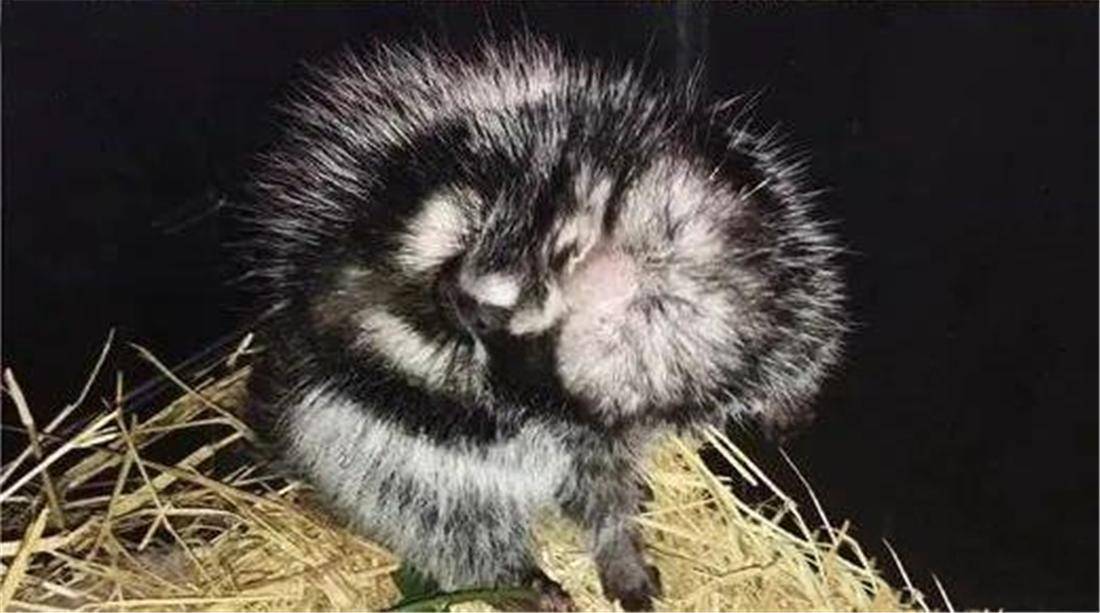 毒鼠啃下箭毒树的皮,用嘴巴嚼细抹在身上,大象舔上几口也会倒地_有毒