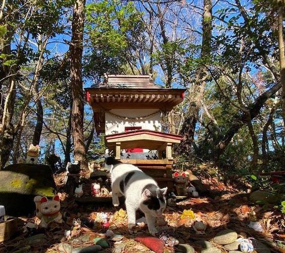赐予美丽、为猫祈福：这些特殊的日本神社，也许你会想专程前往