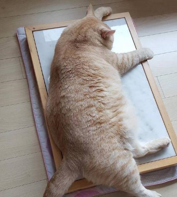 宠物百科:橘猫 xs的小脸蛋xxxl的身材_性格_什么_向宠