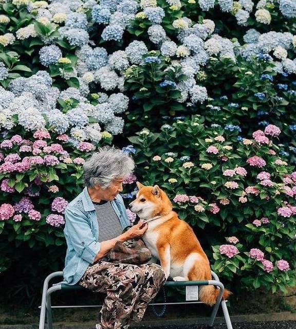 85岁的祖母和5岁的柴犬的合影，真的是太暖心了
