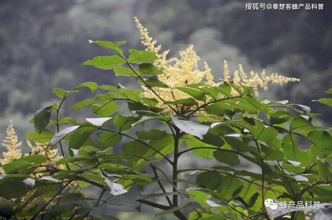 五倍子蜂蜜有沒有中藥材五倍子的功效?_蚜蟲_蟲癭_宣傳