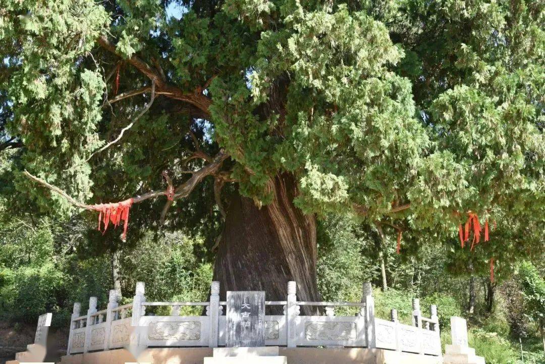 位于陕西省延安市黄陵县的黄帝手植柏