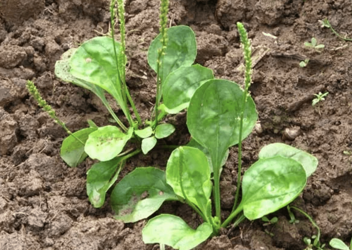 湿润的旷地里,生长着1种"牛舌草",被当成"利尿药草",珍贵_栽培_植物