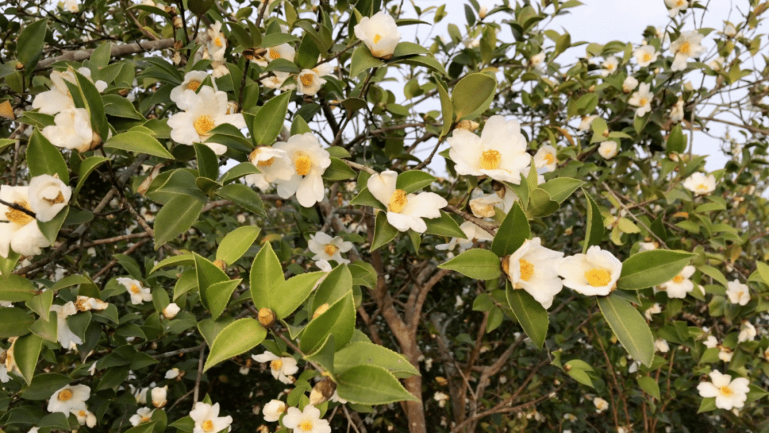 黄袍山油茶——源自大山深处的"油中黄金"!_通城县_环境_湖北