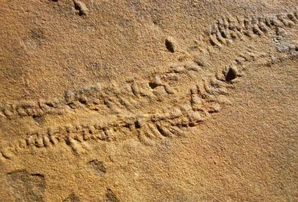 虫迹地质剖面图的判读1.