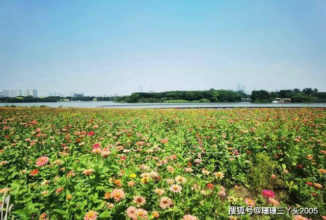 广州地铁旁的公园，有花有湖有鸟有露营地，交通、吃饭、游玩攻略