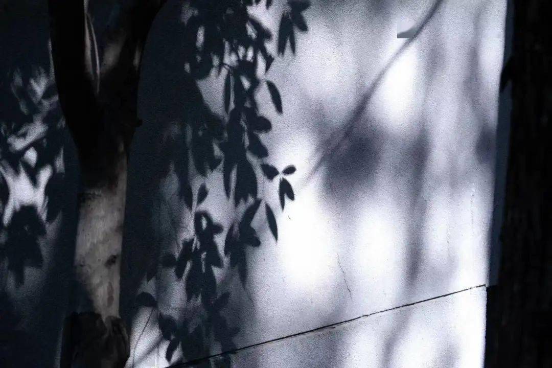 图集|光影斑驳中的虚幻与真实_影子_阳光_明亮