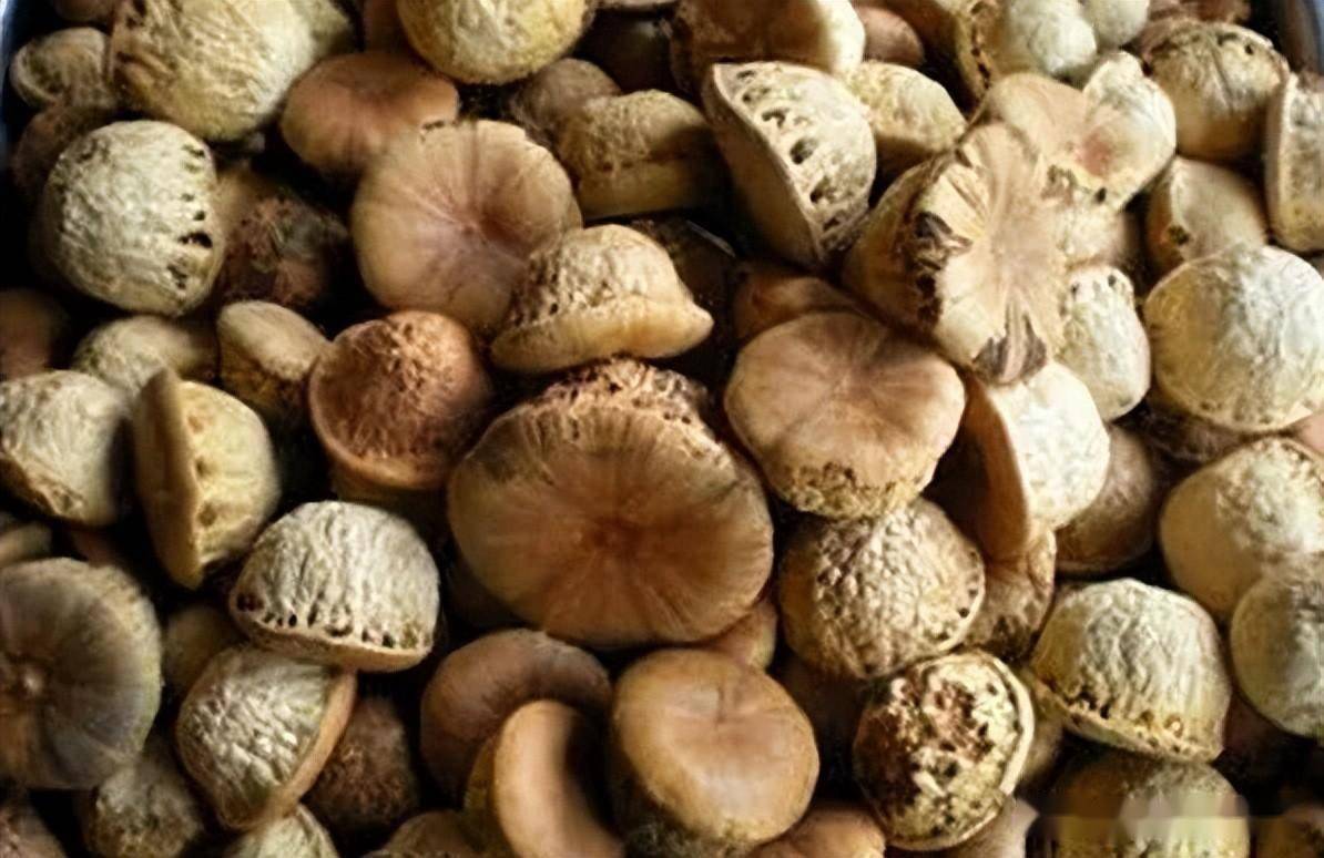 酷似橡果,以前摘来当坚果吃,如今种植一斤50元,泡酒受喜爱_价格_南方