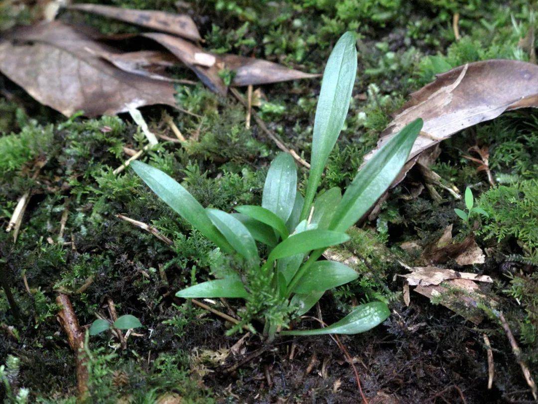 宁波龙观首次发现珍稀兰科植物——浙江金线兰,又有多种兰科植物组团