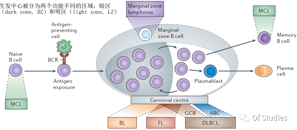 B细胞淋巴瘤的肿瘤微环境_cell_相互作用_the