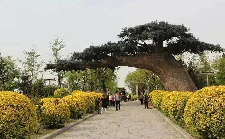 碧霞山公园位于鲅鱼圈世纪广场东侧,因山顶有清乾隆年间修建的碧霞宫