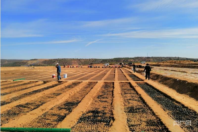 山西朔州:矿山复垦绿化 重塑"绿水青山"_平朔_矿区_生态