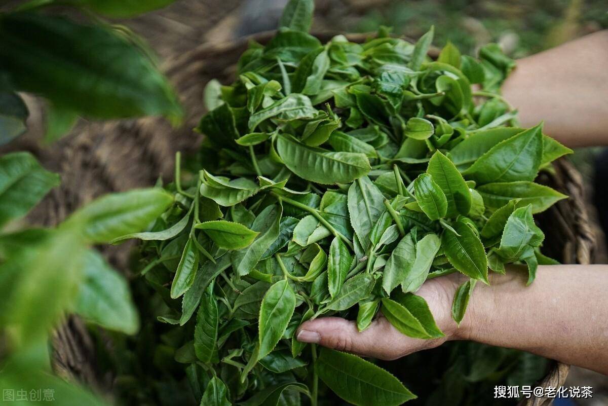 老化说茶—怎样选购云南大叶种晒青毛茶_茶叶_品质_环境